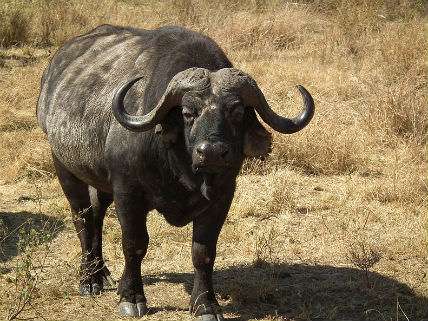 Buffalo