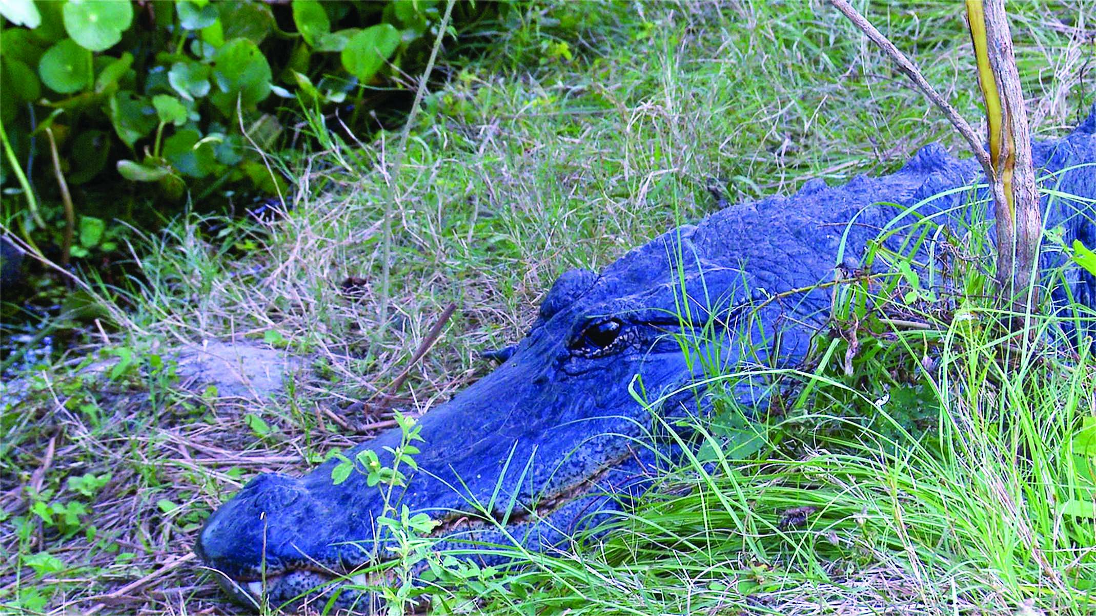 Paynes Prairie Preserve State Park in Gainesville, Florida