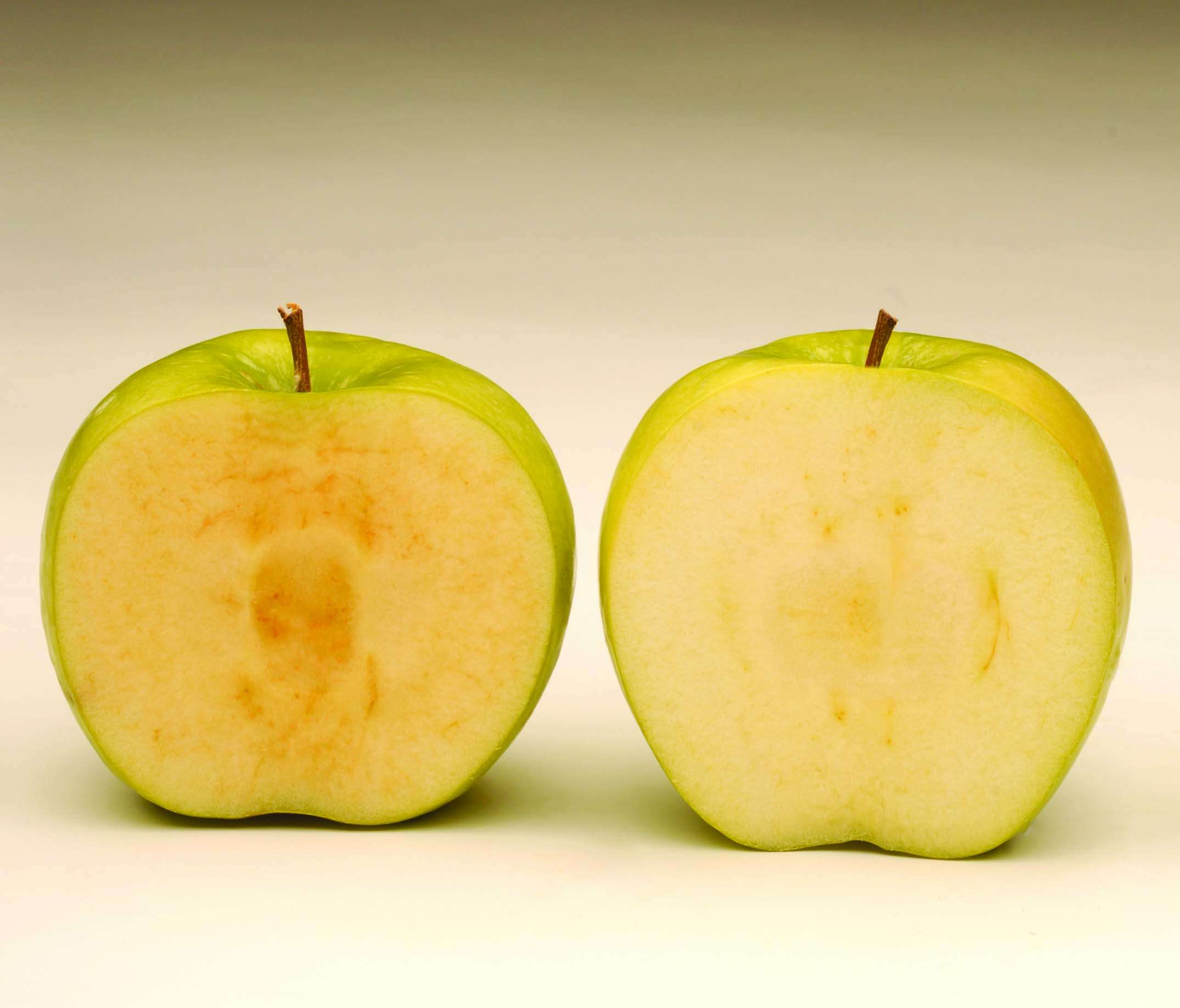 Conventional apple vs. Arctic apple