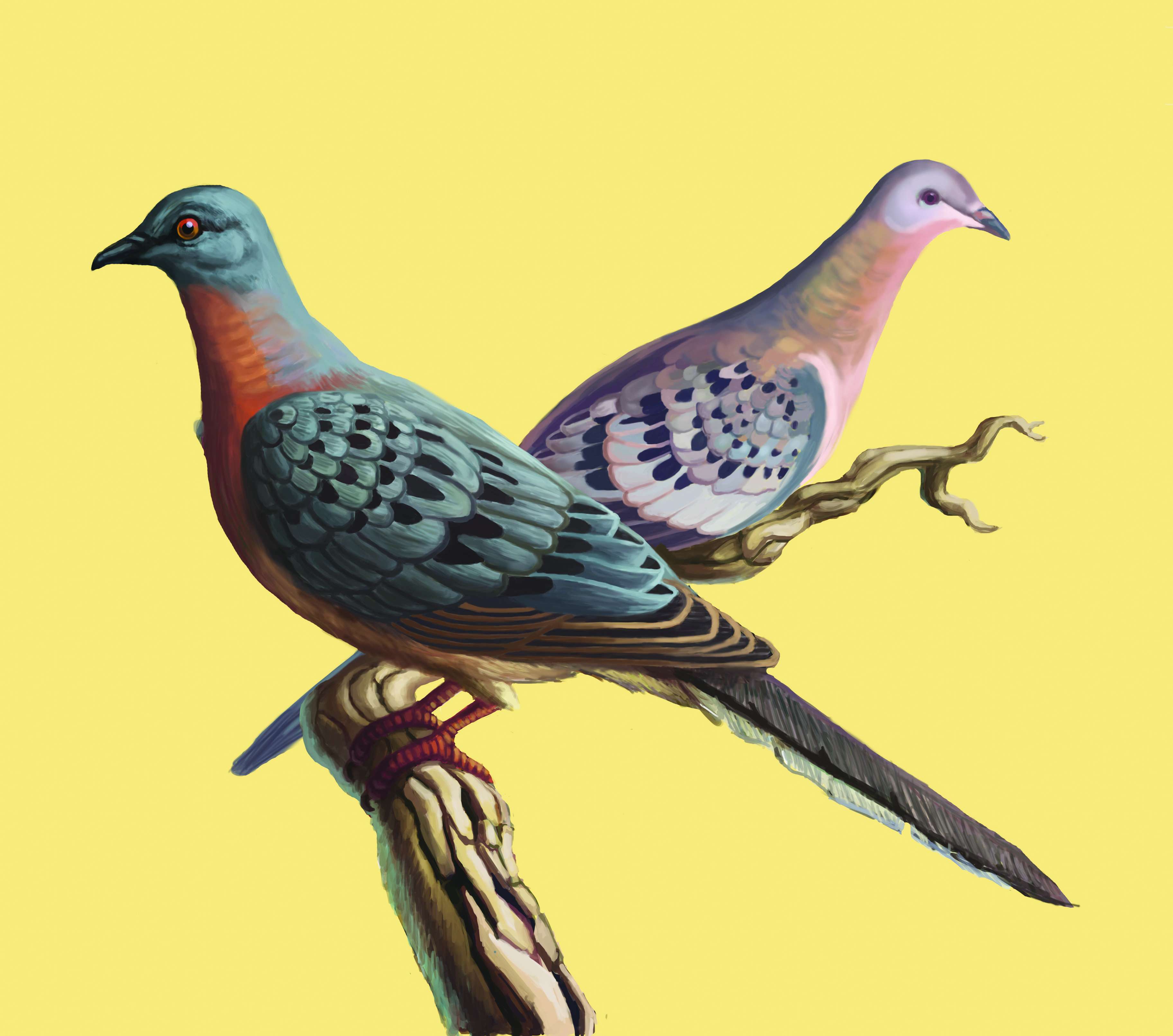 Passenger pigeons