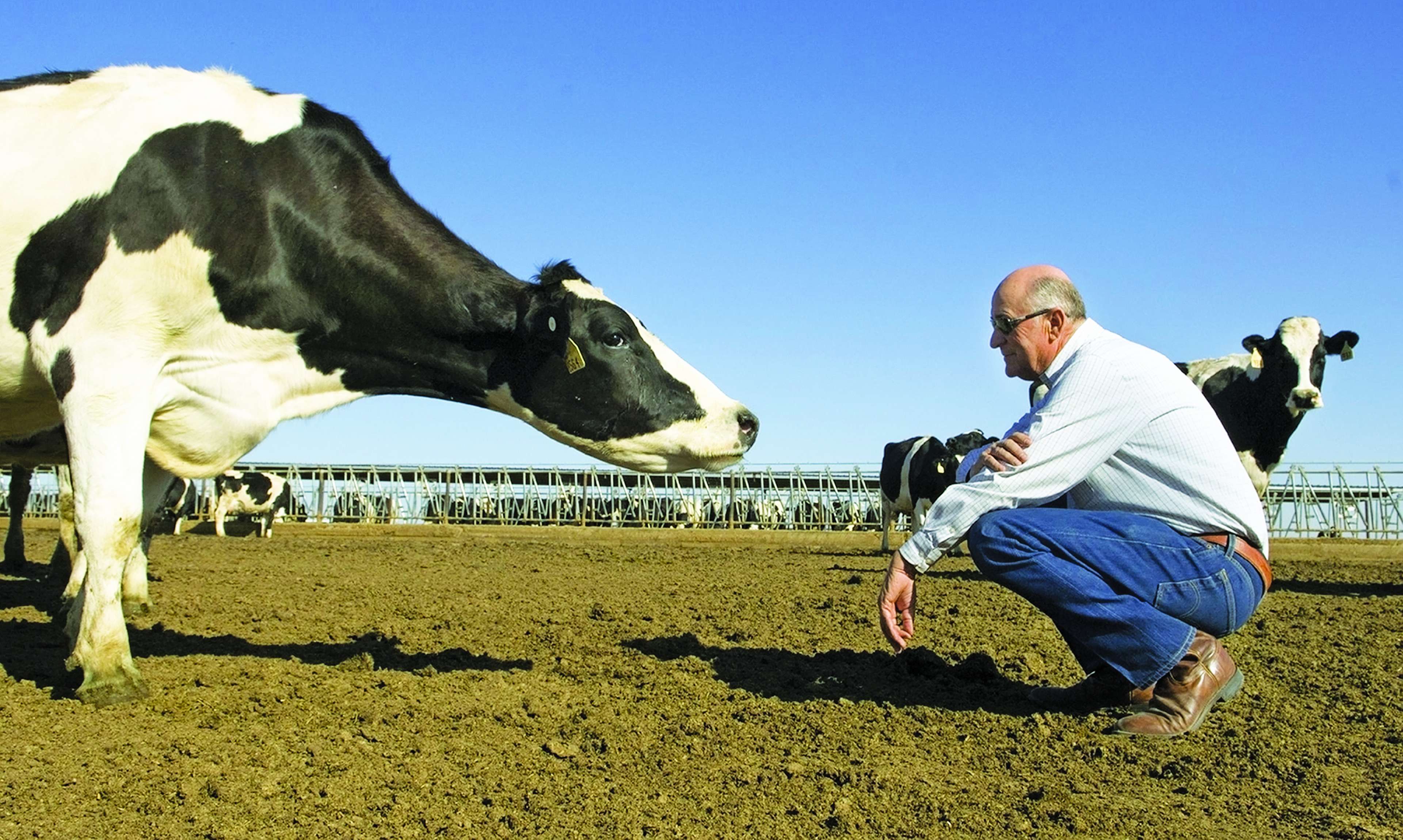 Hein Hettinga and his cows 