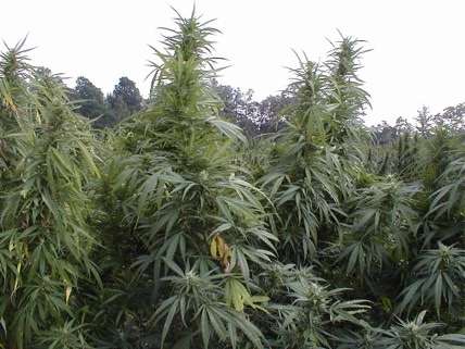 Outdoor pot farms save massive amounts of electricity