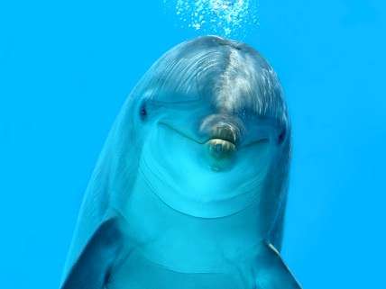 Dolphin