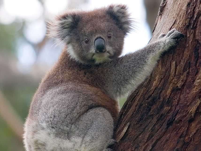 Koala