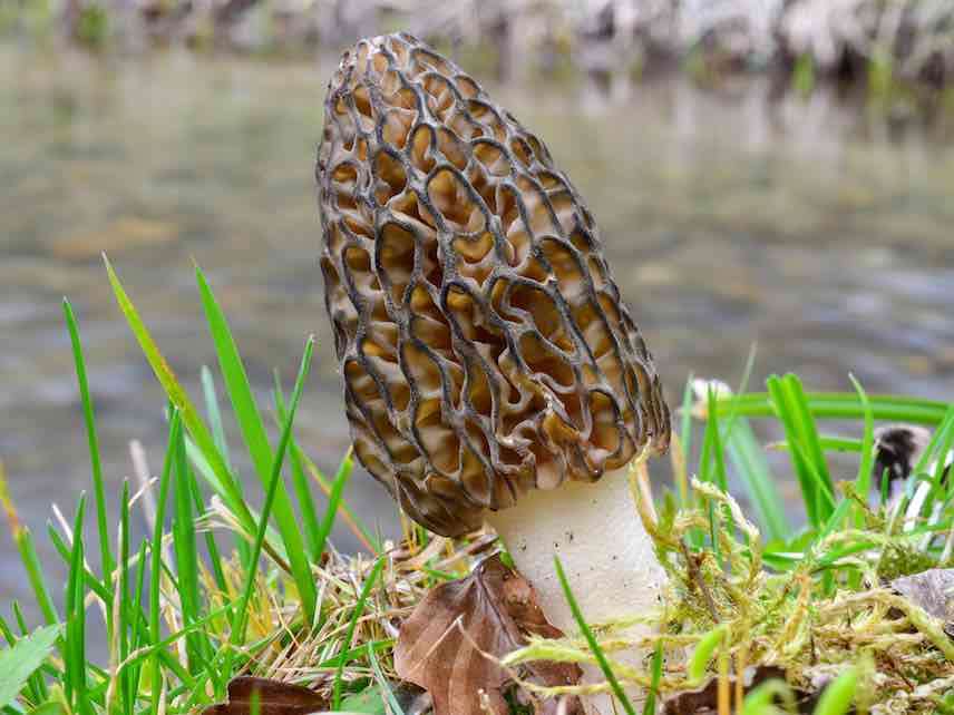 Morel mushrooms