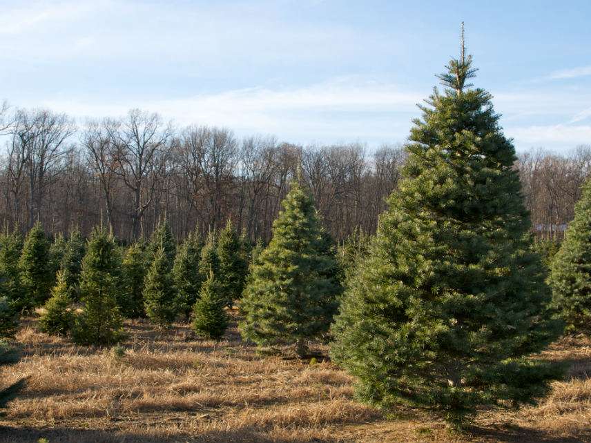 christmas tree farm