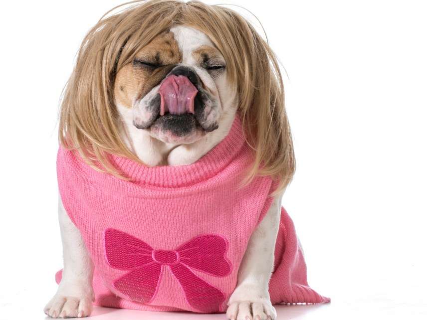 Bulldog wearing a dress and wig