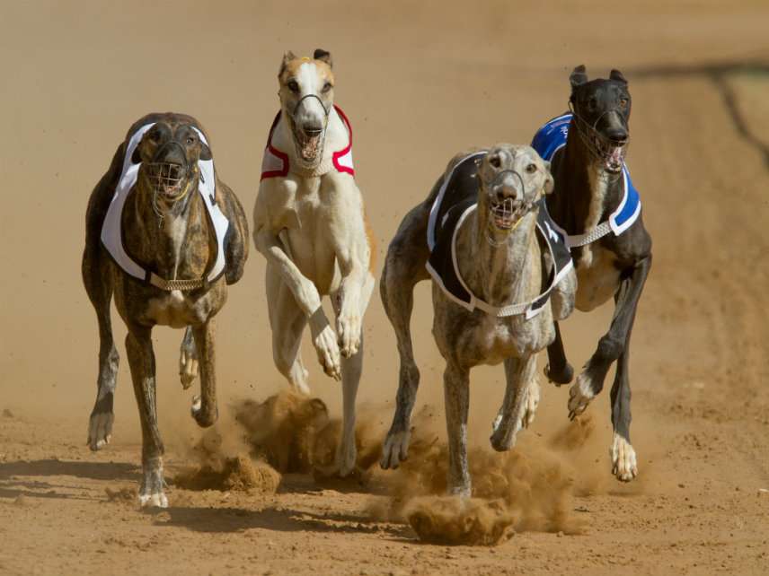 Florida Bans Greyhound Racing After State Law Kept It Going for Years