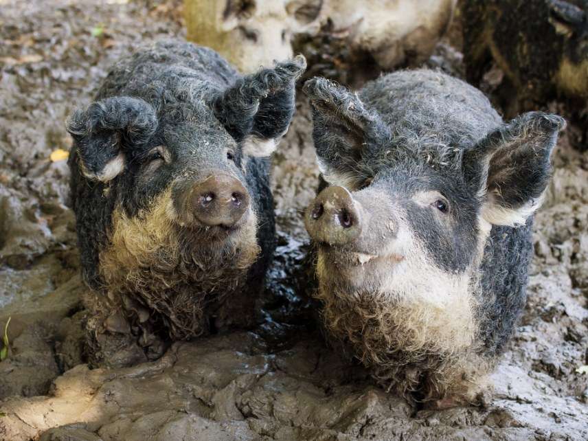 Muddy pigs