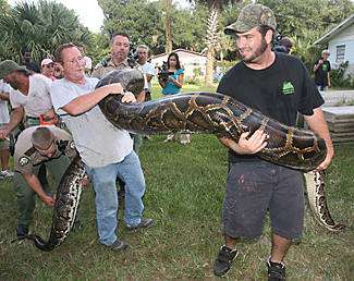 giant burmese python, hicks