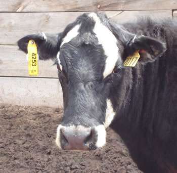 Now THAT'S tracking! Eartag