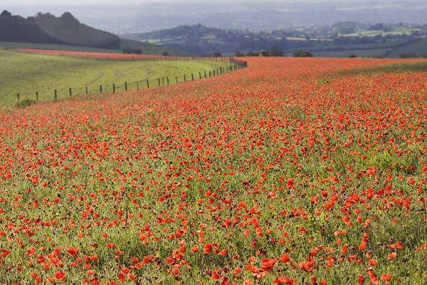 Poppy field 