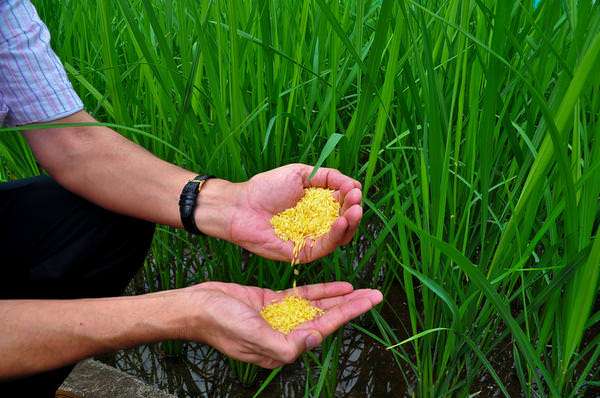 golden rice