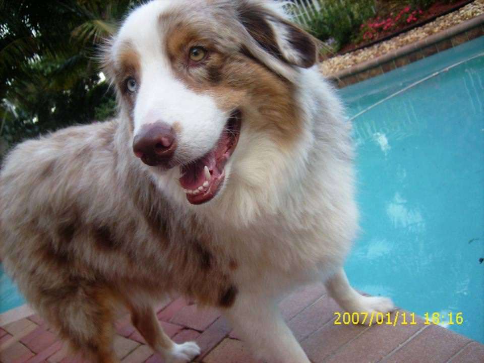 An Aussie Shepherd is a threat only to people who are afraid of being loved.