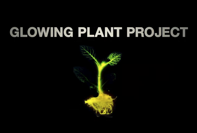 Glowing Plant