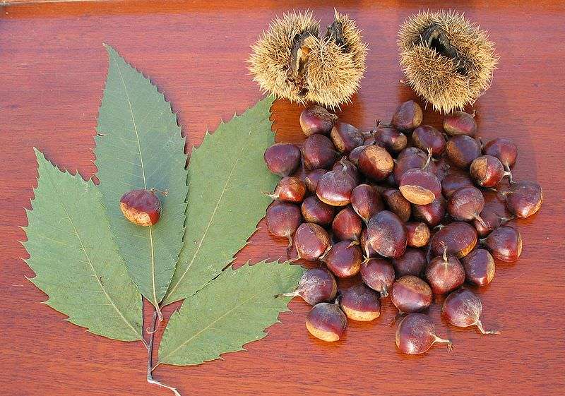 American chestnut