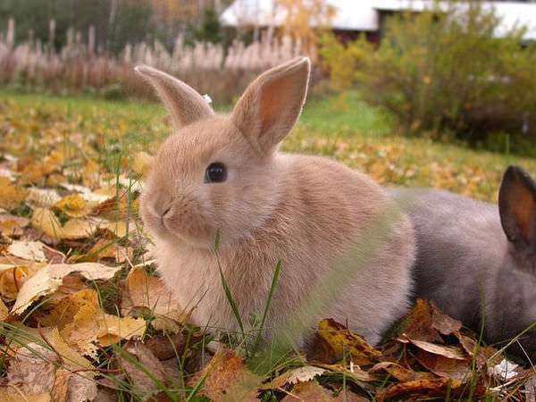 I admit that I chose to blog about this as an excuse to look at cute bunny photos. Dawww!