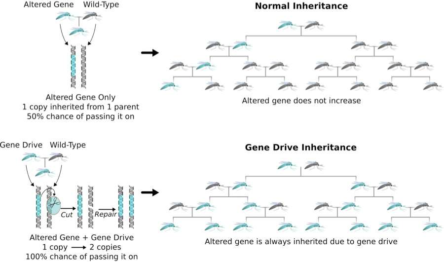 Gene Drives in Mosquitoes