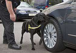 Sniff all you want. You're not getting the car.