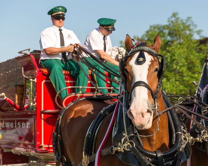 Budweiser