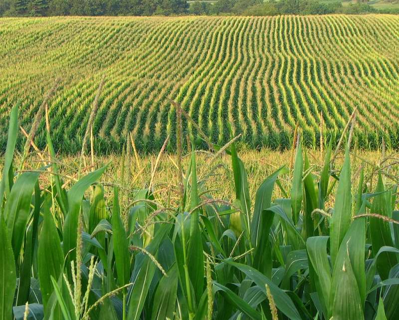 Corn field