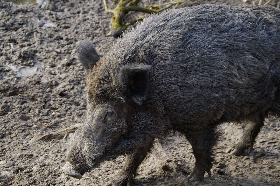 wild hog