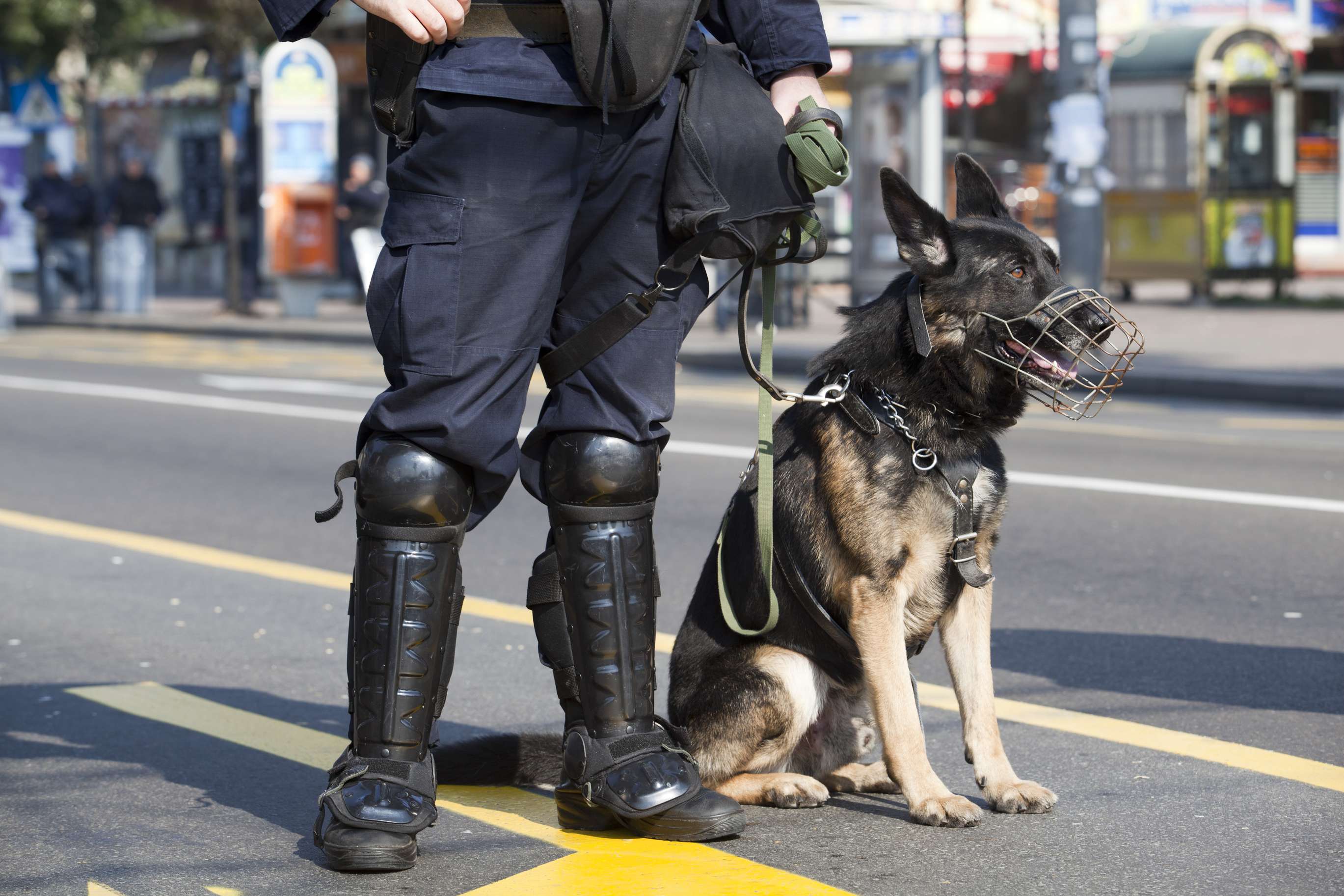 Man's best friend doing civil service.