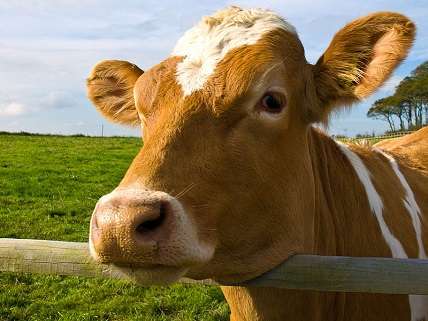 Cow