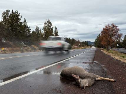 Roadkill