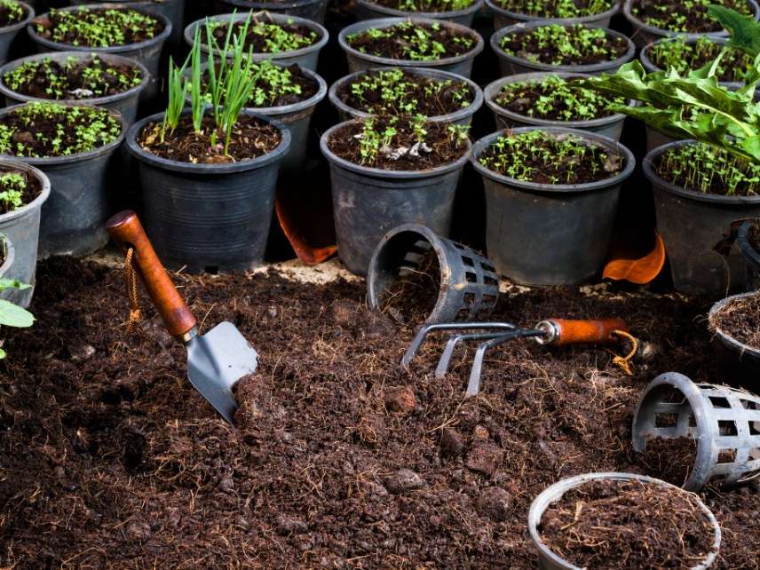 Vegetable garden