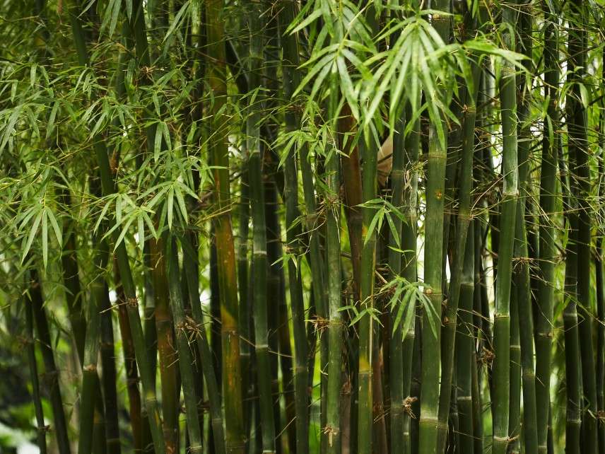 New London, Connecticut, Prosecutes Local Artist for Bamboo It Deems a ...