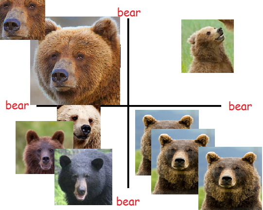 bear.png