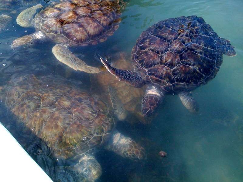 Cayman turtles Cayman turtles