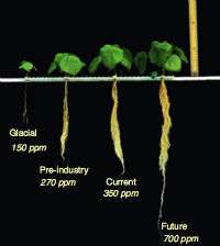 CO2 Plants