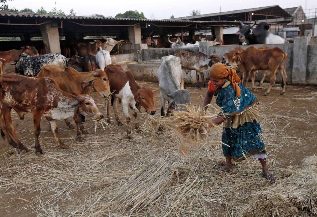 A woman spreads out fodder for rescued cattle at a "goushala," or cow shelter, run by Bharatiya Gou Rakshan Parishad, an arm of Hindu nationalist group Vishwa Hindu Parishad, at Aangaon village in the western Indian state of Maharashtra on Feb. 20. (Reuters/Shailesh Andrade)