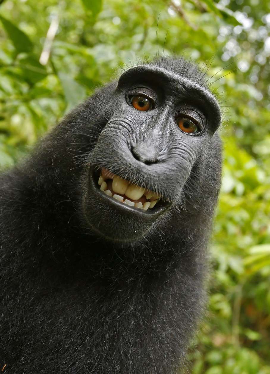 This 2011 photo provided by People for the Ethical Treatment of Animals (PETA) shows a selfie taken by a macaque monkey on the Indonesian island of Sulawesi with a camera that was positioned by British nature photographer David Slater. The photo is part of a court exhibit in a lawsuit filed by PETA in San Francisco on Tuesday, Sept. 22, 2015, which says that the monkey, and not Slater, should be declared the copyright owner of the photos. Slater has argued that, as the 