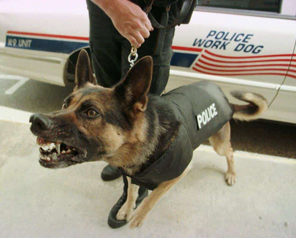 Gary Gagliardi, a Boynton Beach, Fla., chiropractor, and his wife Rae Lynn, have donated 19 bullet-proof vests for police dogs at the city's police department and the Palm Beach County Sheriff's Office. Here, Sado, a 7-year-old German Shepherd, barks at passersbys while wearing his new bullet-proof vest Sunday, May 9, 1999. K-9 partner Rich O'Connor of the Boynton Beach Police Department keeps a tight hold of his leash. The two have been partners for five years. O'Connor will put the vest on the dog only when he judges the situation to be dangerous for the dog, he says. It only takes a few quick moments to put the dog in the vest. (AP Photo/Ft. Lauderdale Sun-Sentinel,Taylor Jones) Original Filename: POLICE DOG VESTS.jpg ORG XMIT: FLLAU101