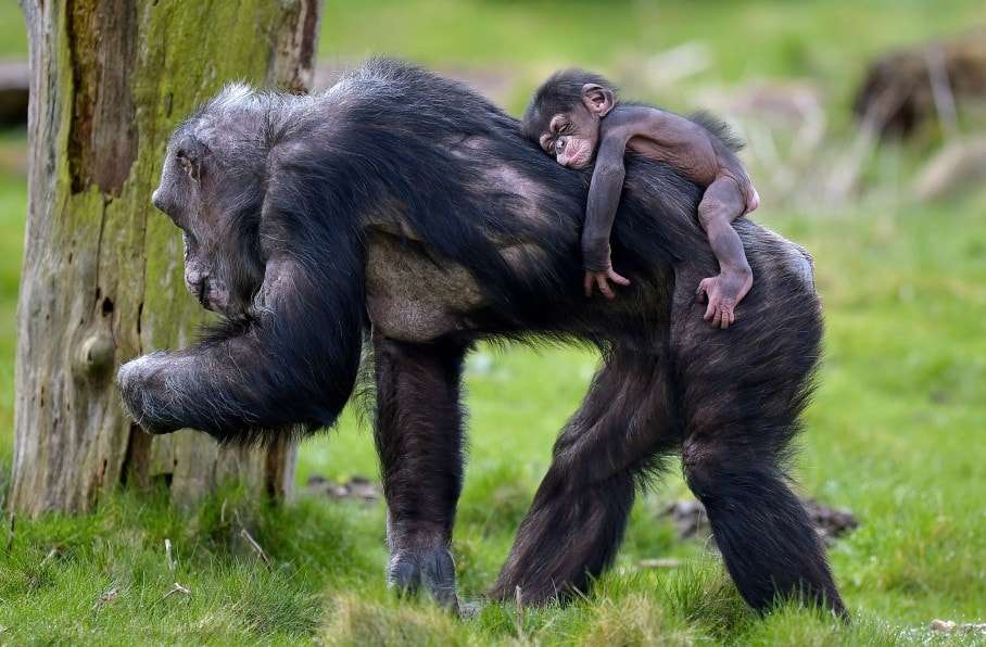 Baby chimpanzee Dayo sleeps on the back of its mother on a warm spring Tuesday, April 7, 2015 at the zoo in Gelsenkirchen, Germany. (AP Photo/Martin Meissner)