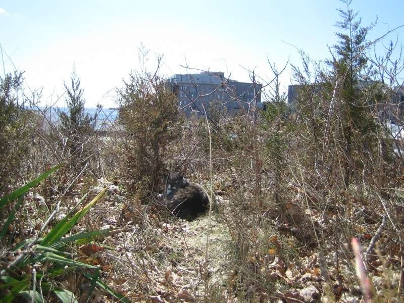 One of the feral cats that have taken up residence on the property condemned in the Kelo case. (Photo by Jackson Kuhl).