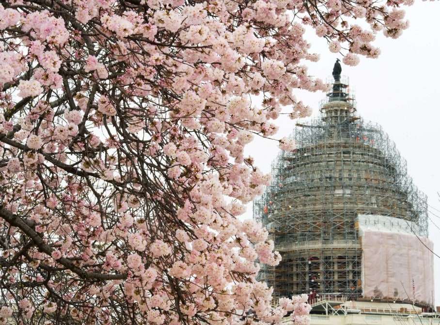 Cherry blossoms are seen on the US Capitol grounds in Washington, DC on April 8, 2015. AFP PHOTO/ PAUL J. RICHARDSPAUL J. RICHARDS/AFP/Getty Images