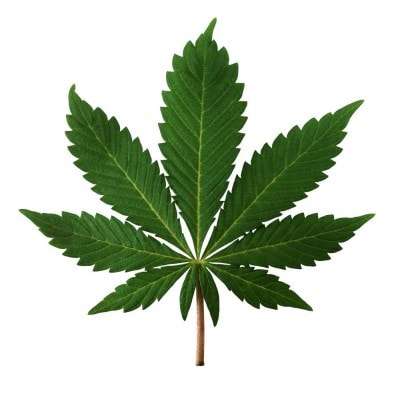 Marijuana 2