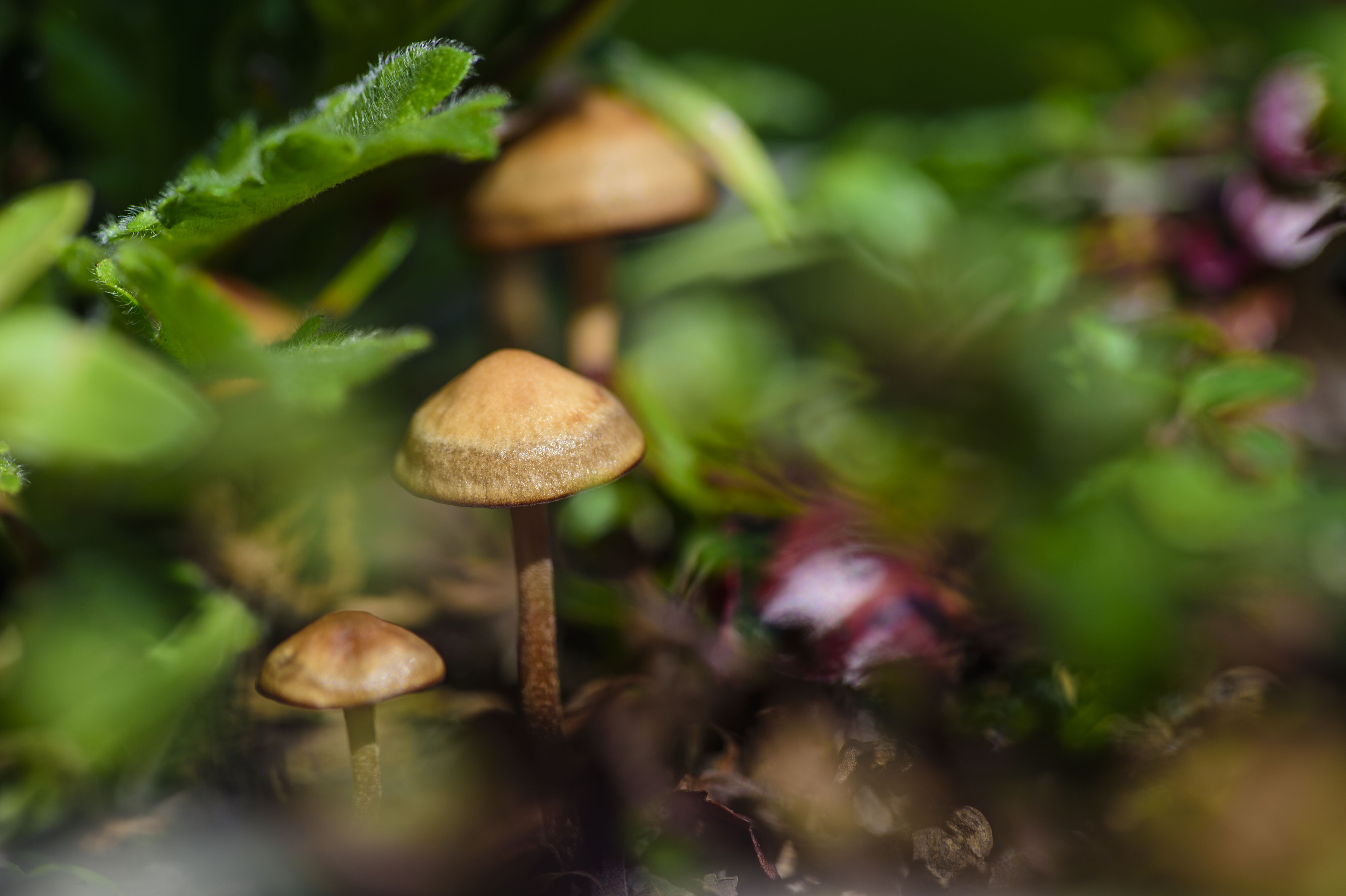 Magic Mushrooms Forest Psychedelic Fungi Sticker - Psychonautica