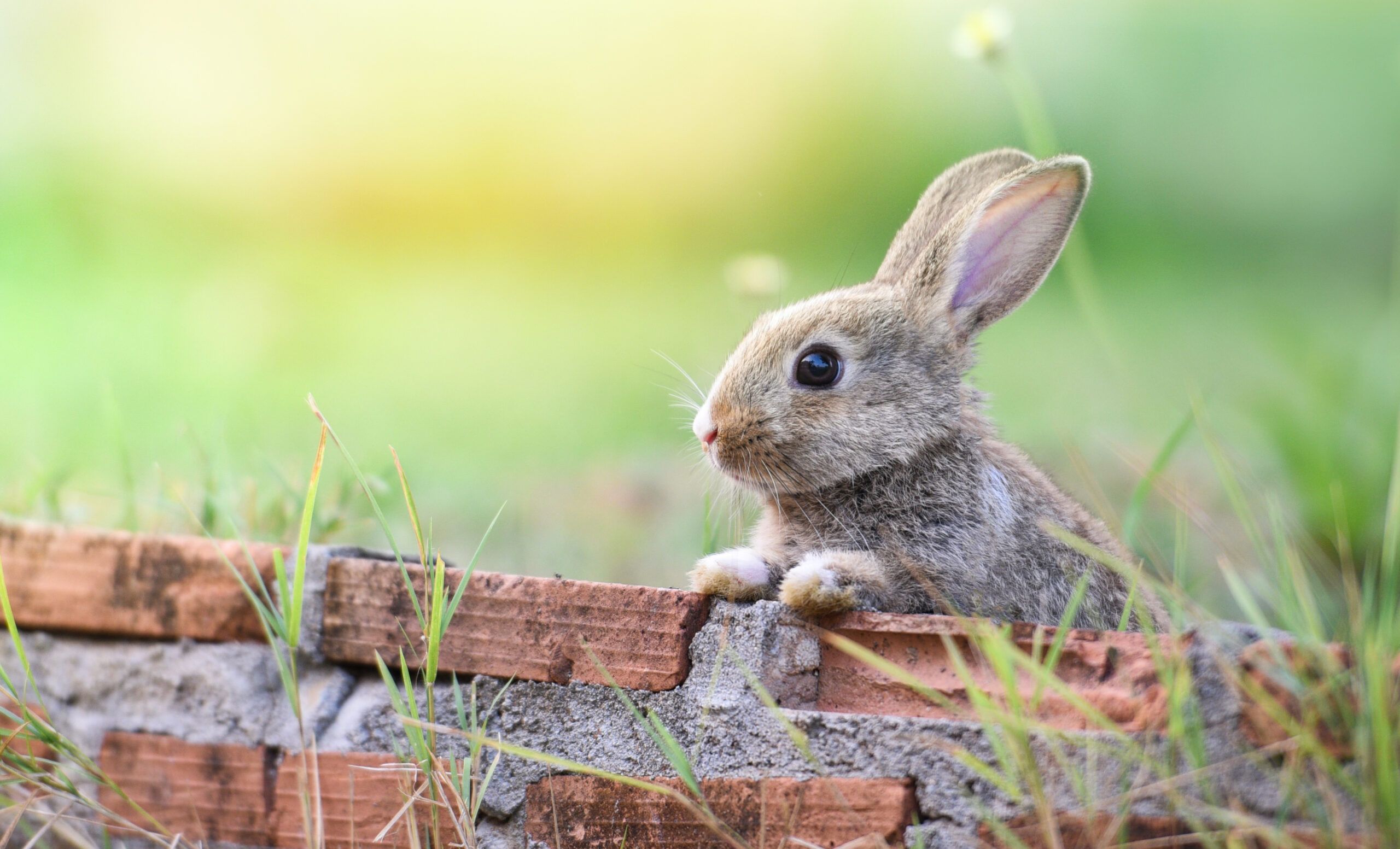 Connecticut Should Let Small Farmers Slaughter Their Rabbits on Their Farms