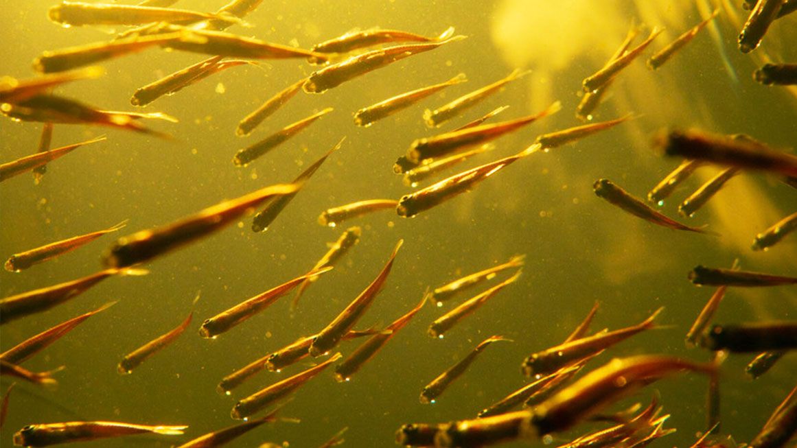 Nobody seems to care about fish welfare — here's why we should, News, Eco-Business