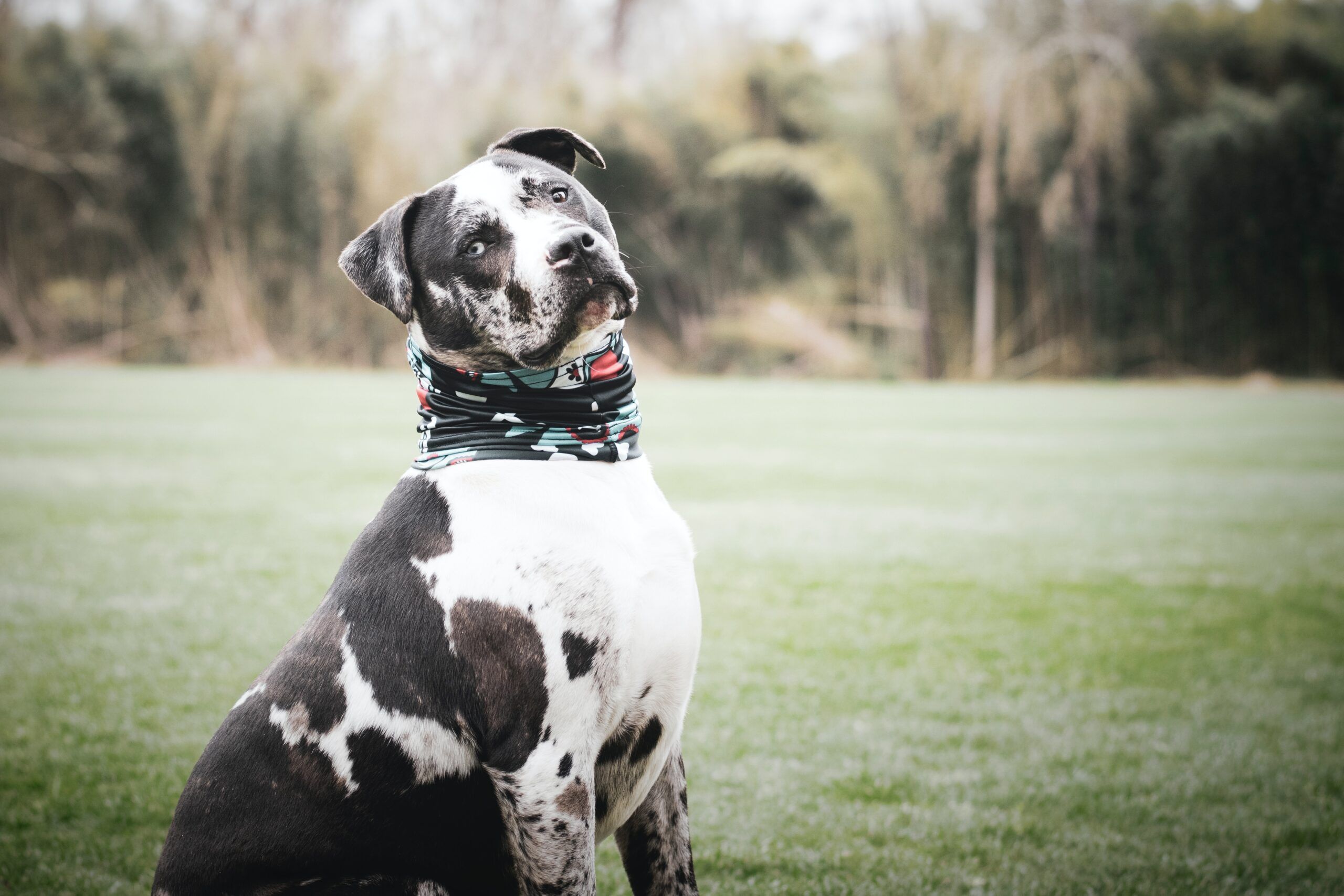 Half great store dane half pitbull