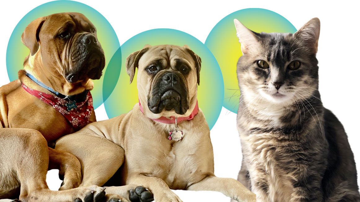 Why cats are more independent than dogs - The Economic Times