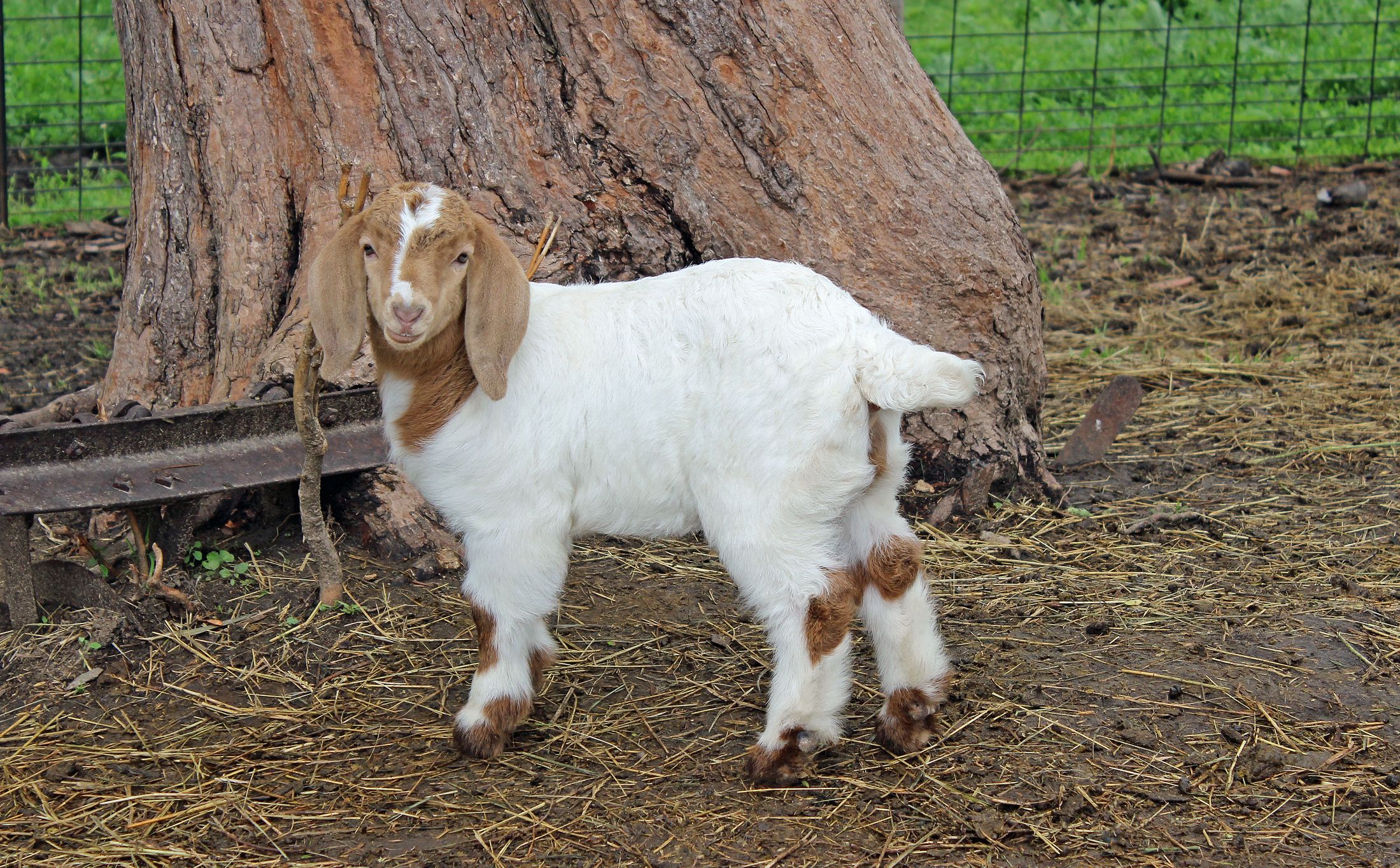 California Police Traveled 500 Miles To Seize Girl's Pet Goat for