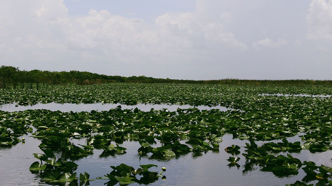 Florida Everglades Restoration Efforts Stymied by 'Big Sugar